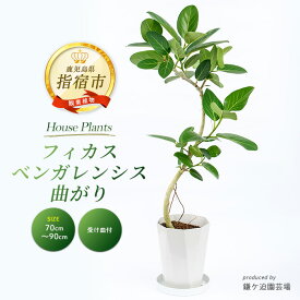 【ふるさと納税】フィカス・ベンガレンシス曲がり(全体70cm～90cm・ジュエル鉢・受け皿付き) ※北海道・沖縄・離島配送不可※ 観葉植物 植物 鉢付 インテリア 室内 オフィス おしゃれ プレゼント ギフト【鎌ヶ迫園芸場】