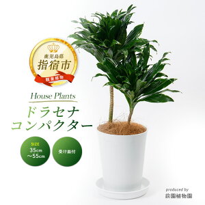 yӂ邳Ɣ[ŁzhZi RpN^[6TCY(w䔫ꂩ35cm`55cmO) kCEEzs ϗtA 6   CeA O[ yOAz