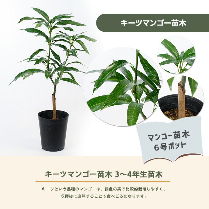 楽天市場】【ふるさと納税】キーツマンゴー苗木6号ポット(3〜4年生苗 