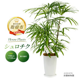 【ふるさと納税】＜2026年1月中旬以降順次発送＞シュロチク(高さ100cm〜120cm) ※北海道・沖縄・離島配送不可※ 観葉植物 鉢 おしゃれ インテリア グリーン 大型 【前園植物園】