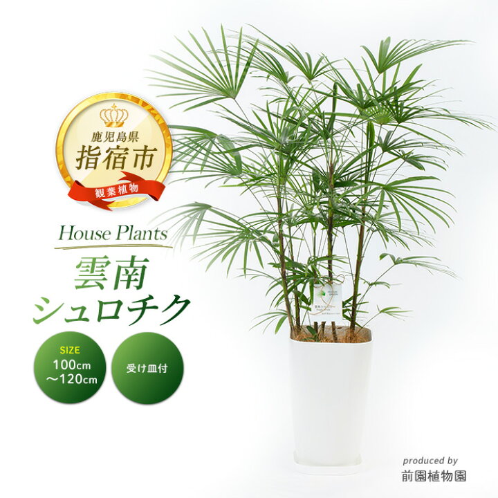 楽天市場】【ふるさと納税】雲南シュロチク8号鉢(100〜120cm)受け皿付 
