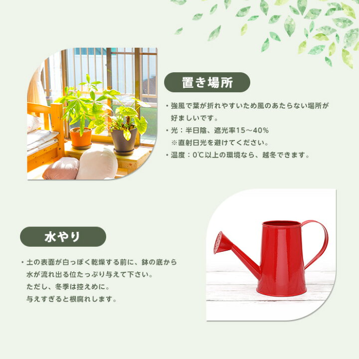 楽天市場】【ふるさと納税】雲南シュロチク8号鉢(100〜120cm)受け皿付 