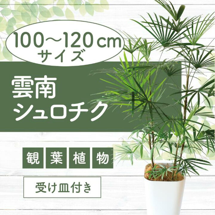 楽天市場】【ふるさと納税】雲南シュロチク8号鉢(100〜120cm)受け皿付 