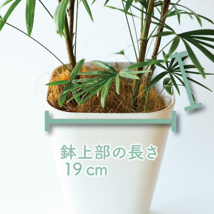 楽天市場】【ふるさと納税】雲南シュロチク8号鉢(100〜120cm)受け皿付 