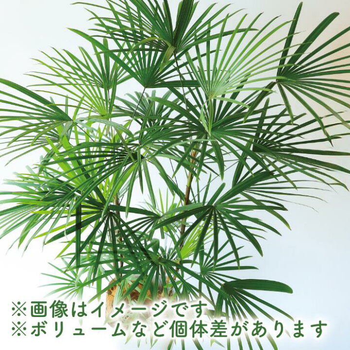 楽天市場】【ふるさと納税】雲南シュロチク8号鉢(100〜120cm)受け皿付 