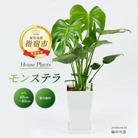 【ふるさと納税】＜2026年3月中旬以降順次発送＞モンステラ(60cm〜80cm・白色プラスチック鉢・受け皿付き) ※北海道・沖縄・離島配送不可※ 観葉植物 鉢 おしゃれ 南国 癒し エキゾチック インテリア グリーン 大 室内【緑の中道】