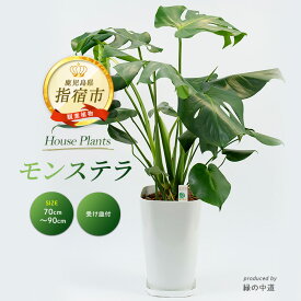 【ふるさと納税】＜2026年3月中旬以降順次発送＞モンステラ(70cm〜90cm) ※北海道・沖縄・離島配送不可※ 観葉植物 植物 鉢付 受け皿付 インテリア 室内 リビング オフィス 玄関 おしゃれ プレゼント ギフト 開店祝い 移転祝い【緑の中道】