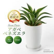楽天市場】アガベ ベネズエラ（花・ガーデン・DIY）の通販