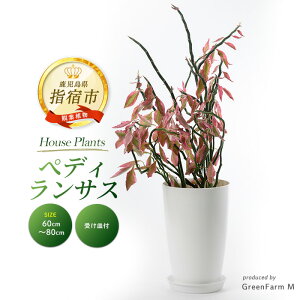 yӂ邳Ɣ[Łz؃fBTX (_CME) 60cm`80cm kCEEzs 썑ň ϗtAIA t CeA  ItBX  v[g M