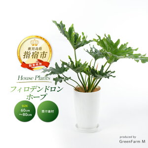 yӂ邳Ɣ[ŁztBfhEz[v 60cm`80cm kCEEzs 썑ň ϗtAIA t CeA  ItBX  v[g Mtg 