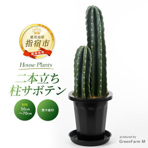 yӂ邳Ɣ[Łzs\tI2025N3{ȍ~{T{e(50cm`70cm) kCEEzs T{e ڂĂ A ϗtA   Ce