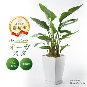 yӂ邳Ɣ[Łzs\tI2025N3{ȍ~I[KX^(70cm`100cm) kCEEzs ϗtA   CeA O[  yGreen Farm M