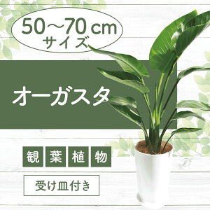 yӂ邳Ɣ[ŁzI[KX^(50cm`70cm) kCEEzs ϗtA A t CeA  ItBX  v[g Mtg JXj ړ]j }CiXC