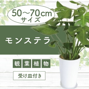 yӂ邳Ɣ[ŁzXe(ꂩ50cm`70cm)kCEEzs Xe ϗtA   CeA O[ yGreen Farm Mz