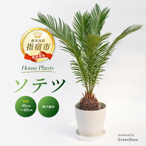 yӂ邳Ɣ[Łz2026N1{ȍ~\ec40cm`60cm 썑ň ϗtAIA t CeA  ItBX  v[g Mtg JXj ړ]j kC