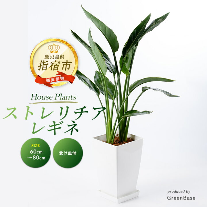 楽天市場】【ふるさと納税】＜2026年1月中旬以降順次発送 