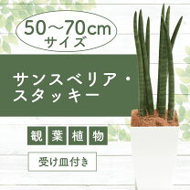 楽天市場】サンスベリア スタッキー（花・観葉植物｜花・ガーデン・DIY 