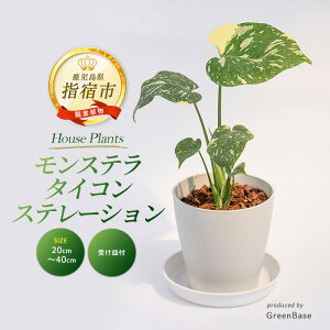 yӂ邳Ɣ[Łz2026N3{ȍ~XeE^CRXe[V 20cm`40cm 썑ň ϗtAIA t CeA  ItBX  v[g 