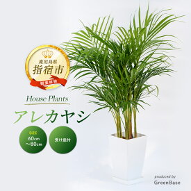 【ふるさと納税】＜2026年3月上旬以降順次発送＞アレカヤシ60cm〜80cm 南国鹿児島県で育った 観葉植物！植物 鉢付 インテリア 室内 オフィス おしゃれ プレゼント ギフト 開店祝い 移転祝い マイナスイオン ※北海道・沖縄・離島配送不可※【GreenBase】