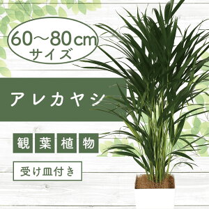 yӂ邳Ɣ[Łz2025N6{ȍ~AJV60cm`80cm 썑ň ϗtAIA t CeA  ItBX  v[g Mtg JXj ړ]j }