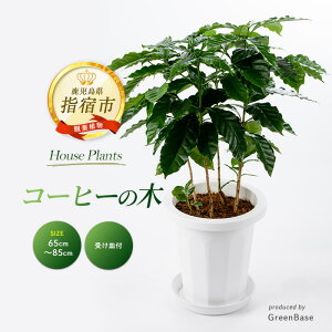 yӂ邳Ɣ[Łzs\tI2025N6{ȍ~R[q[̖65cm`85cm 썑ň ϗtAIA t CeA  ItBX  v[g Mtg 