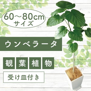 yӂ邳Ɣ[ŁzEx[^(60cm`80cm) 썑ň ϗtAIkCEEzs A t CeA  ItBX  v[g Mtg JXj ړ]