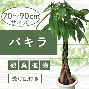 yӂ邳Ɣ[Łzs\tI2025N6{ȍ~pL70cm`90cm 썑ň ϗtAIA t CeA  ItBX  v[g Mtg JXj