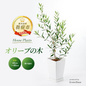 【ふるさと納税】＜先行予約受付中！2025年6月中旬以降順次発送＞オリーブの木60cm〜80cm 南国鹿児島県で育った 観葉植物！植物 鉢付 インテリア 室内 オフィス おしゃれ プレゼント ギフト 開店祝い 移転祝い マイナスイオン ※北海道・沖縄・離島配送不可※【GreenBase】
