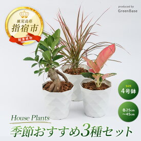 【ふるさと納税】＜2026年3月中旬以降順次発送＞店主におまかせ！季節おすすめ3種セット4号鉢×3 南国鹿児島県で育った 観葉植物！植物 鉢付 インテリア 室内 オフィス おしゃれ プレゼント ギフト 開店祝い ※北海道・沖縄・離島配送不可※【GreenBase】