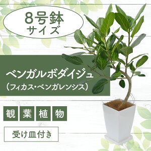 yӂ邳Ɣ[ŁzxK{_CW(tBJXExKVX) 90cm`120cm 썑ň ϗtAIA t CeA  ItBX  }CiXCI kCE