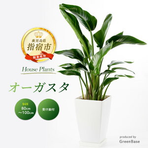 yӂ邳Ɣ[Łz2025N6{ȍ~I[KX^(80cm`100cm^)CeAO[ 󂯎MtkCEEzs ϗtA t ^ CeA   