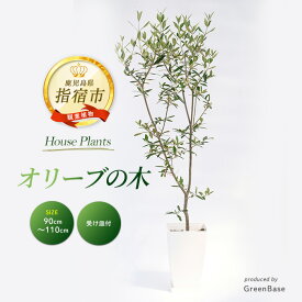【ふるさと納税】＜2026年1月中旬以降順次発送＞オリーブの木(90cm〜110cm)インテリアグリーン 受け皿付き※北海道・沖縄・離島配送不可※ オリーブ 観葉植物 シンボルツリー 育てやすい 鉢付 鉢植え 屋外 室内 玄関 リビング おしゃれ プレゼント ギフト【GreenBase】