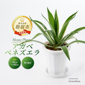 yӂ邳Ɣ[Łz2025N6{ȍ~AKxExlYG40cm`60cm 썑ň ϗtAIA t CeA  ItBX  v[g Mtg JXj 