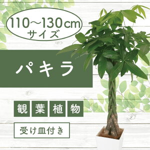 yӂ邳Ɣ[Łz2025N6{ȍ~ϗtApL(110cm`130cmEzCgE󂯎Mt)kCEEzs A t CeA   v[