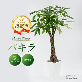【ふるさと納税】＜2026年6月頃〜発送＞室内観葉植物 パキラ (高さ100cm〜120cm・ホワイト鉢・受け皿付)※北海道・沖縄・離島配送不可※ 植物 鉢付 インテリア 室内 おしゃれ プレゼント ギフト 緑 贈り物【GreenBase】
