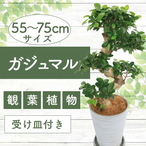 yӂ邳Ɣ[Łzs\tI2025N6{ȍ~KW}Ȃ 藴55cm`75cm 썑ň ϗtAIA t CeA  ItBX  v[g