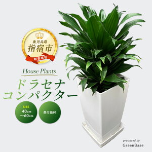 yӂ邳Ɣ[ŁzhZiERpN^[(40cm`60cm)썑ňϗtAI kCEEzs hZi A t CeA  ItBX  v