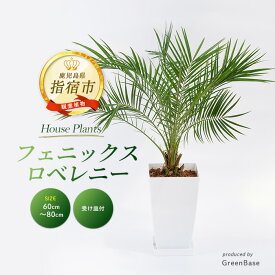 【ふるさと納税】＜2026年1月中旬以降順次発送＞フェニックス・ロベレニー60cm〜80cm 南国鹿児島県で育った 観葉植物！植物 鉢付 インテリア 室内 オフィス おしゃれ プレゼント ギフト 開店祝い 移転祝い ※北海道・沖縄・離島配送不可※【GreenBase】