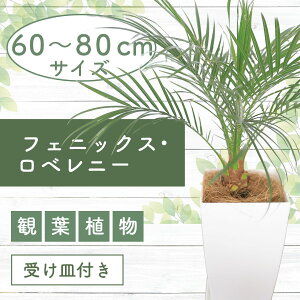yӂ邳Ɣ[Łzs\tI2025N6{ȍ~tFjbNXExj[60cm`80cm 썑ň ϗtAIA t CeA  ItBX  v[