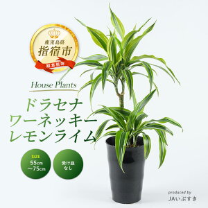 yӂ邳Ɣ[Łz2026N4{ȍ~yϗtAzhZiE[lbL[EC 55cm`75cm kCEEzs ϗtA A O[   ^ C