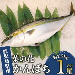 yӂ邳Ɣ[ŁzwhYuhE؂̉Ԃς(1E2.5kg)  Jp` ^pbN hg ϕ N whs ς  CNywhR쐅YЁz