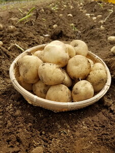 yӂ邳Ɣ[Łz2025 Nn t@[̐VႪ@2LTCY10kg