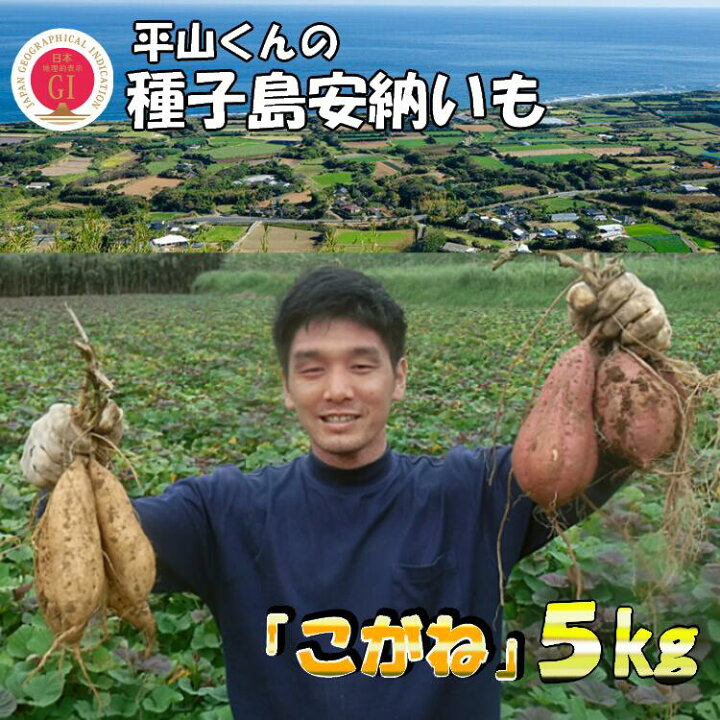 楽天市場】【ふるさと納税】平山くんの種子島安納いも「こがね」（M 