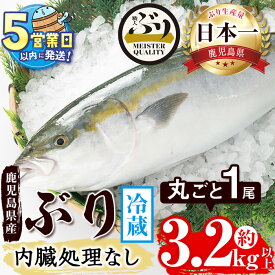 【ふるさと納税】＜すぐ届く！＞鹿児島産ぶり丸ごと1尾(3.2kg以上 内臓処理なし)ぶり ブリ 鰤 魚 海鮮 魚介 刺身 さしみ しゃぶしゃぶ 焼魚 煮魚 丸ごと 国産 鹿児島県産 垂水市産 冷蔵 養殖 ぶり職人 1本【アクアブルー】B2-4770