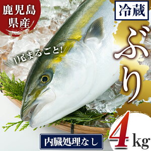 �y�ӂ邳�Ɣ[�Łz���������Y �Ԃ�܂邲��1�� ���������Ȃ�(�v4kg�ȏ�) �Ԃ� �u�� �� �C�N ���� �h�g ������ �ς� �ϕt�� ����Ԃ���� ���Y ���������Y 1�� ���E���h �① �y�L����Гc����