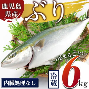 �y�ӂ邳�Ɣ[�Łz���������Y �Ԃ�܂邲��1�� ���������Ȃ�(�v6kg�ȏ�) �Ԃ� �u�� �� �C�N ���� �h�g ������ �ς� �ϕt�� ����Ԃ���� ���Y ���������Y 1�� ���E���h �① �y�L����Гc����