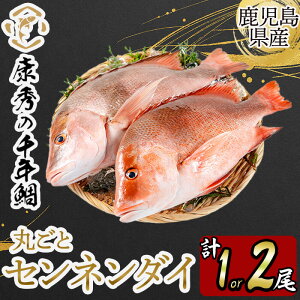 yӂ邳Ɣ[ŁzyeʂIׂIzsYNG̐N ۂ1 or 2iv1kgO or 2kgOjiȂj  CN Zl_C N 1 2 hg Ă tC 