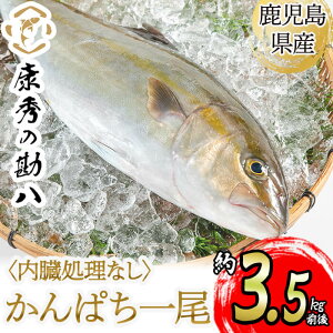 yӂ邳Ɣ[ŁzsYNG̊ ۂ1iv3.5kgOjiȂj  CN  Jp`1 hg Ă tC jG Ԃ ① Y j 