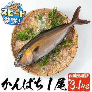 yӂ邳Ɣ[ŁzsYJp`ۂ ɏJp`1(Jbg) (JO4kgۏ) ①   CN Jp` ς  1{ hg Ԃ  Y Y 