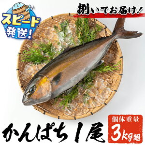 yӂ邳Ɣ[ŁzsYJp`ۂ ɏJp`1(Jbg) (JO3kg`4kgۏ) ①   CN Jp` ς  1{ hg Ԃ  Y 